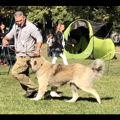 IDS WROCŁAW'18 - BALDUR - ZWYCIĘZCA MŁODZIEŻY, NAJLEPSZY JUNIOR W RASIE
